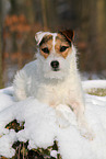 female Jack Russell Terrier in the snow