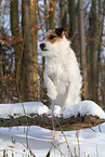 female Jack Russell Terrier in the snow