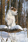 female Jack Russell Terrier in the snow