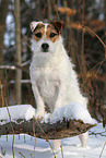 female Jack Russell Terrier in the snow