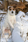 female Jack Russell Terrier in the snow