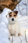 female Jack Russell Terrier in the snow