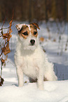 female Jack Russell Terrier in the snow