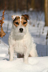 female Jack Russell Terrier in the snow