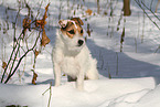 female Jack Russell Terrier in the snow