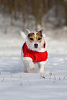 female Jack Russell Terrier in the snow