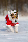 female Jack Russell Terrier in the snow