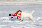 female Jack Russell Terrier in the snow