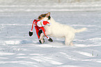 female Jack Russell Terrier in the snow