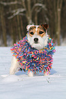 female Jack Russell Terrier in the snow