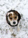 female Jack Russell Terrier in the snow