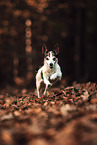 Jack Russell Terrier