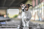 Jack Russell Terrier