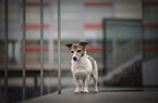 Jack Russell Terrier