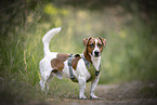 Jack Russell Terrier