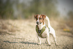 Jack Russell Terrier