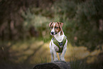 Jack Russell Terrier