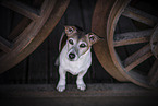 Jack Russell Terrier