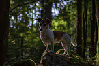 Jack Russell Terrier