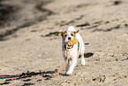 Jack Russell Terrier