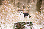 Jack Russell Terrier