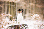 Jack Russell Terrier