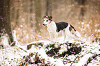 Jack Russell Terrier