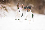 Jack Russell Terrier