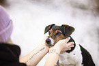 Jack Russell Terrier