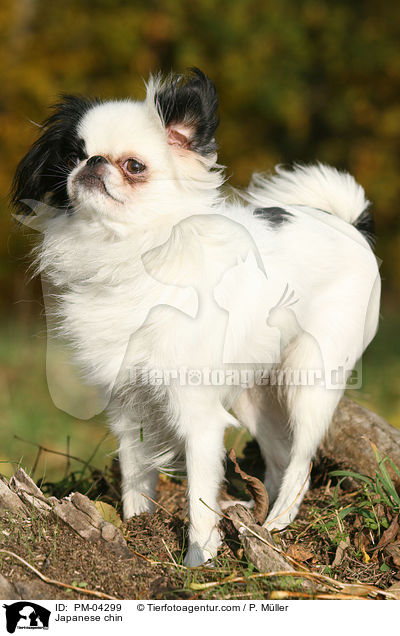 Japan-Chin / Japanese chin / PM-04299