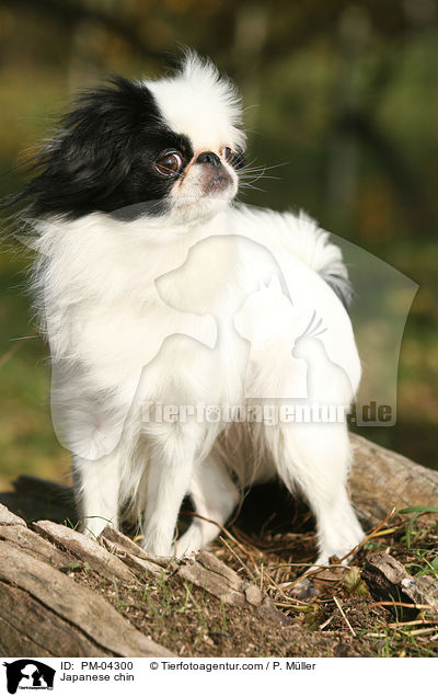 Japan-Chin / Japanese chin / PM-04300