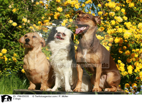 3 Hunde / 3 dogs / PM-05035