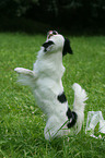 Japanese chin