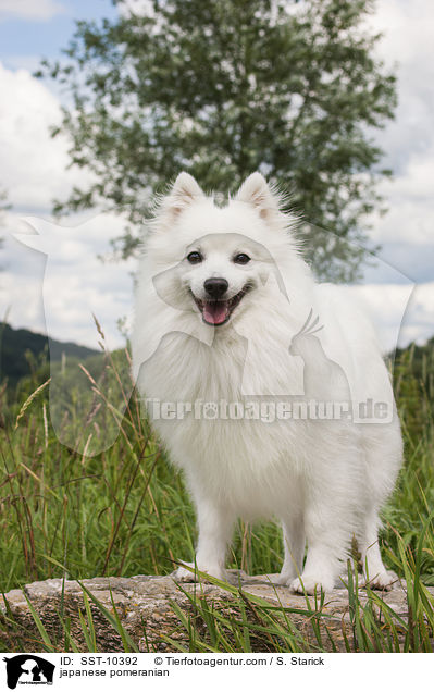 Japanspitz / japanese pomeranian / SST-10392