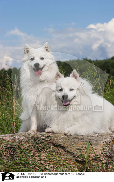 japanese pomeranians / SST-10418