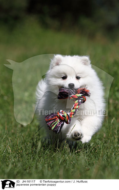 Japanspitz Welpe / japanese pomeranian puppy / JH-16117