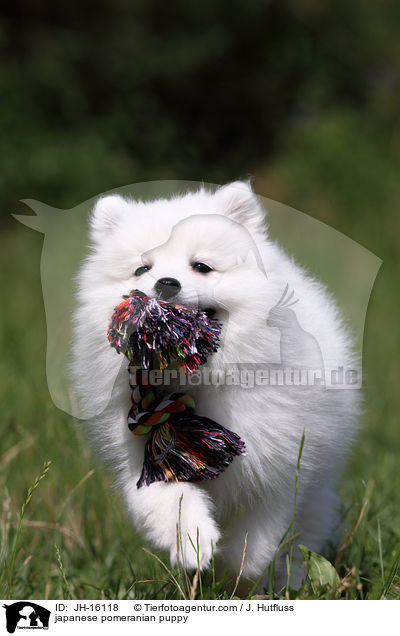 Japanspitz Welpe / japanese pomeranian puppy / JH-16118