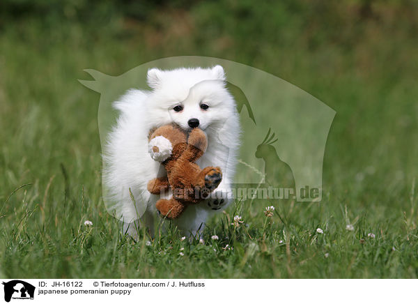 Japanspitz Welpe / japanese pomeranian puppy / JH-16122