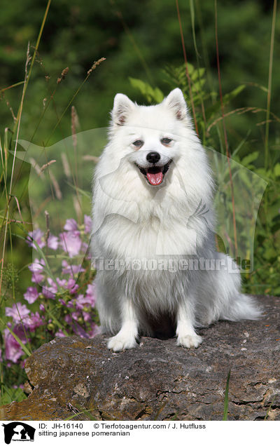 sitzender Japanspitz / sitting japanese pomeranian / JH-16140