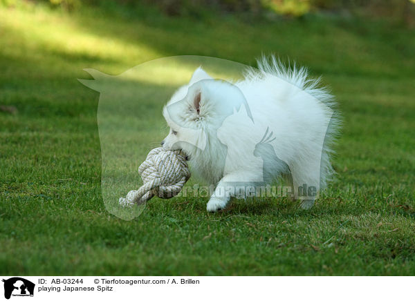 spielender Japanspitz / playing Japanese Spitz / AB-03244