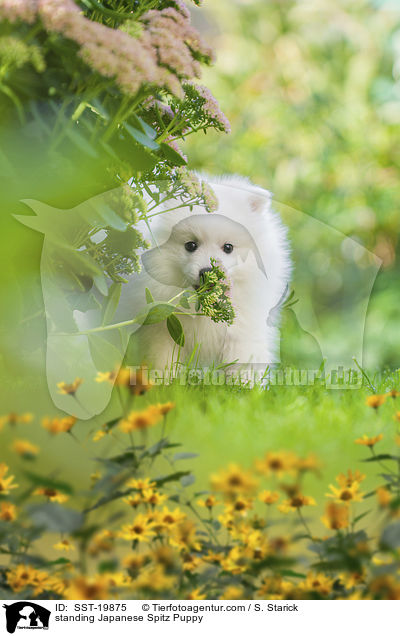 stehender Japanspitz Welpe / standing Japanese Spitz Puppy / SST-19875