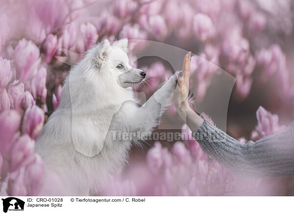 Japanspitz / Japanese Spitz / CRO-01028