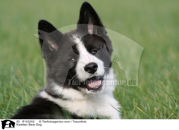 Karelischer Brenhund / Karelian Bear Dog / IF-03242