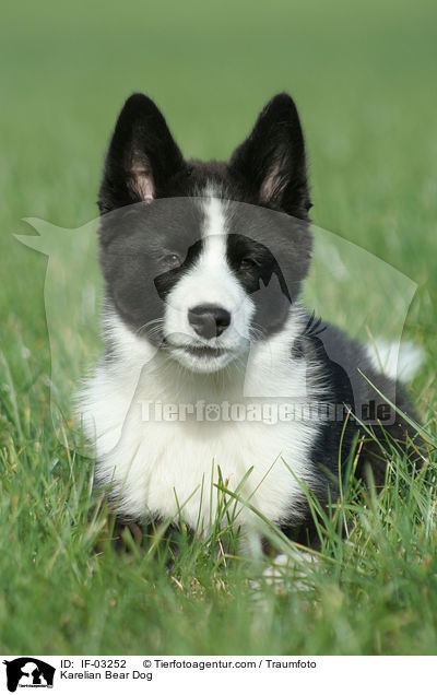 Karelischer Brenhund / Karelian Bear Dog / IF-03252