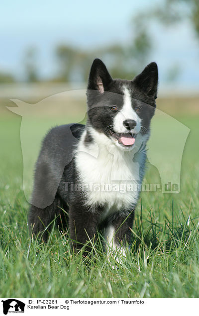 Karelischer Brenhund / Karelian Bear Dog / IF-03261