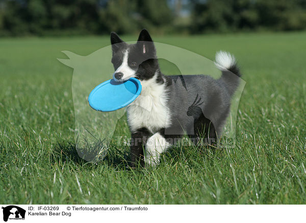 Karelischer Brenhund / Karelian Bear Dog / IF-03269