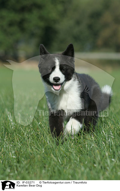 Karelischer Brenhund / Karelian Bear Dog / IF-03271