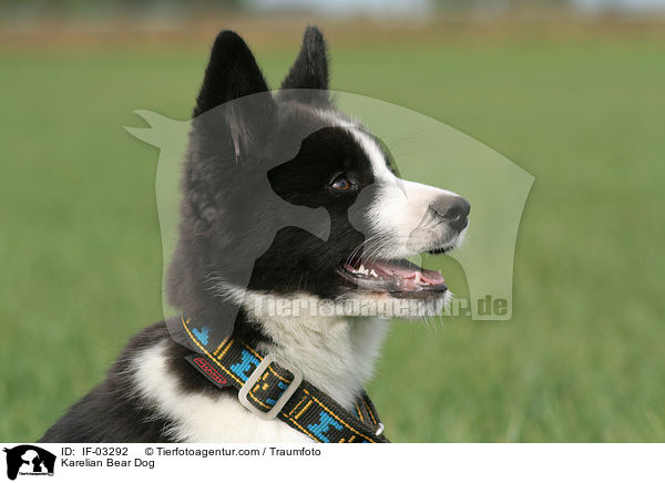 Karelischer Brenhund / Karelian Bear Dog / IF-03292