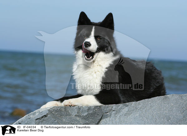 Karelischer Brenhund / Karelian Bear Dog / IF-04034