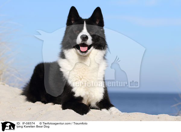 liegender Karelischer Brenhund / lying Karelian Bear Dog / IF-08574